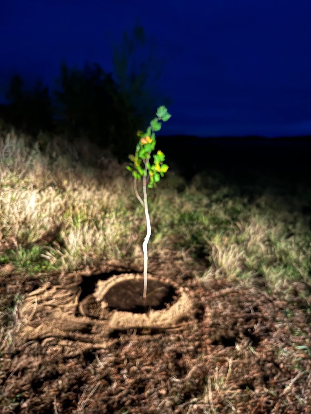 Baumpflanz-Challenge